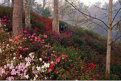 回合制策略角色扮演游戏《毁灭之王：战斗卡牌》序章现已免费推出 获得好评